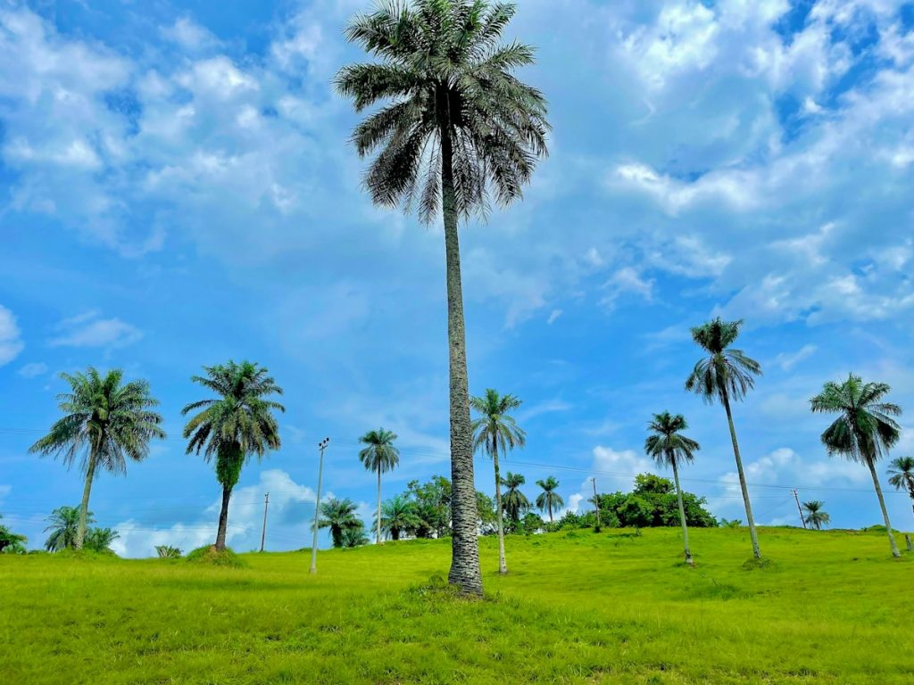 Liberia to the United Kingdom: Scale Your Venture with AI-Powered UK Innovator Visa Application Assistant