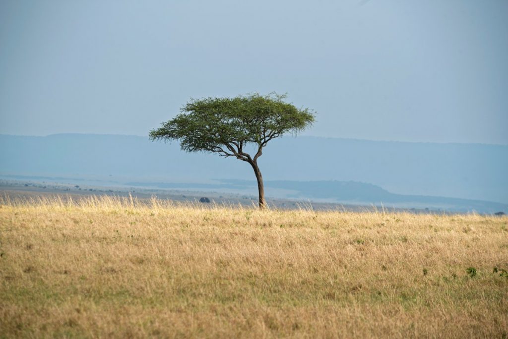 Kenya Business Travel and Global Founder Mobility: Strategic Planning with Torly.ai